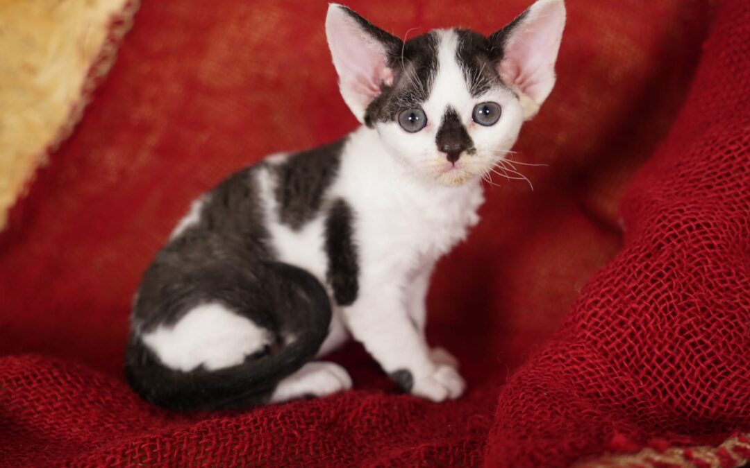 2 Devon-Rex-Kätzchen in ein liebevolles Zuhause abgeben!!!!